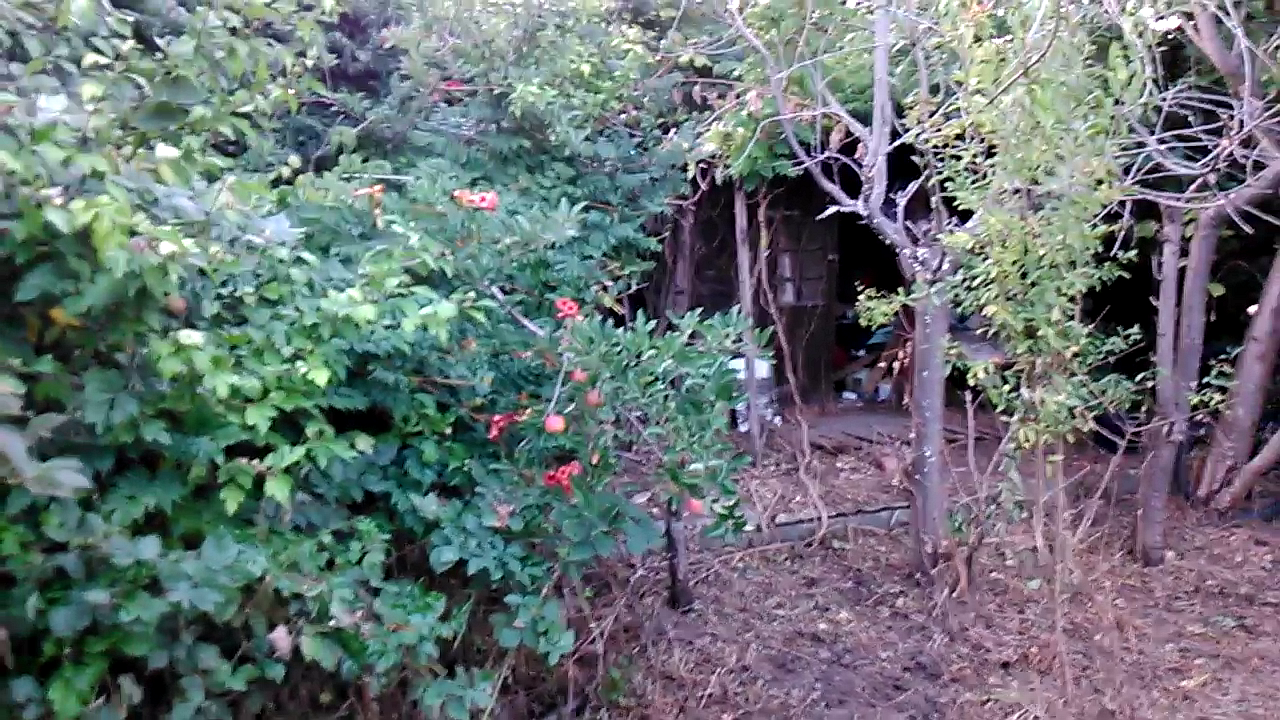 Favisk� Tinny�n, almafa, k�rtefa �s trombitafolyond�r k�z�tt